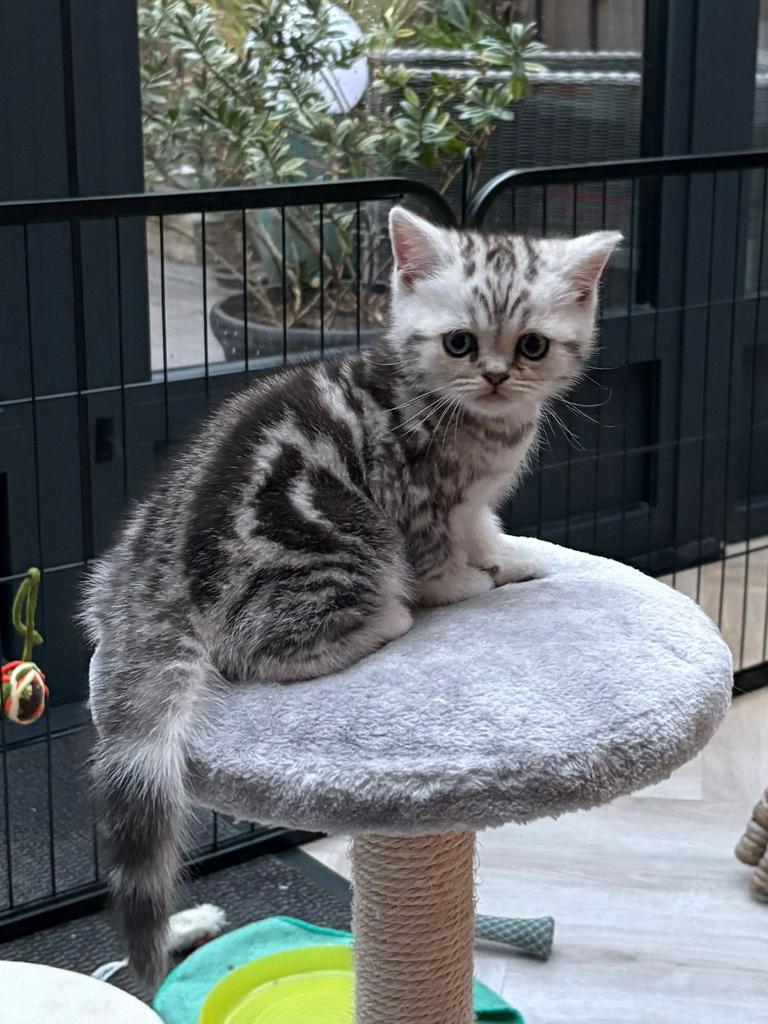 Prachtige Brits Korthaar kittens met stamboom te koop., Dieren en Toebehoren, Katten en Kittens | Raskatten | Korthaar, Met stamboom