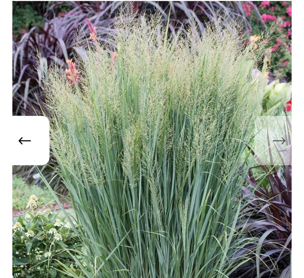 2x Panicum virgatum 'Northwind' - Vingergras, Ophalen of Verzenden, Overige soorten, Volle zon