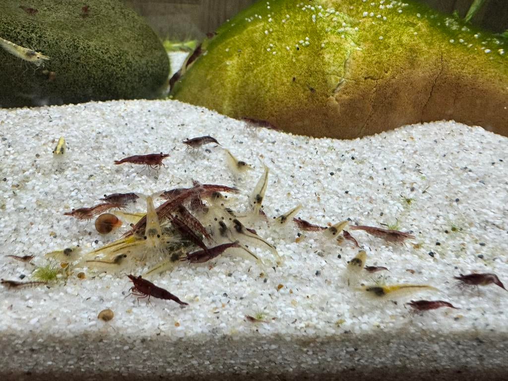 Neo caridina garnalen mix uitgeselecteerd, Dieren en Toebehoren, Kreeft, Krab of Garnaal
