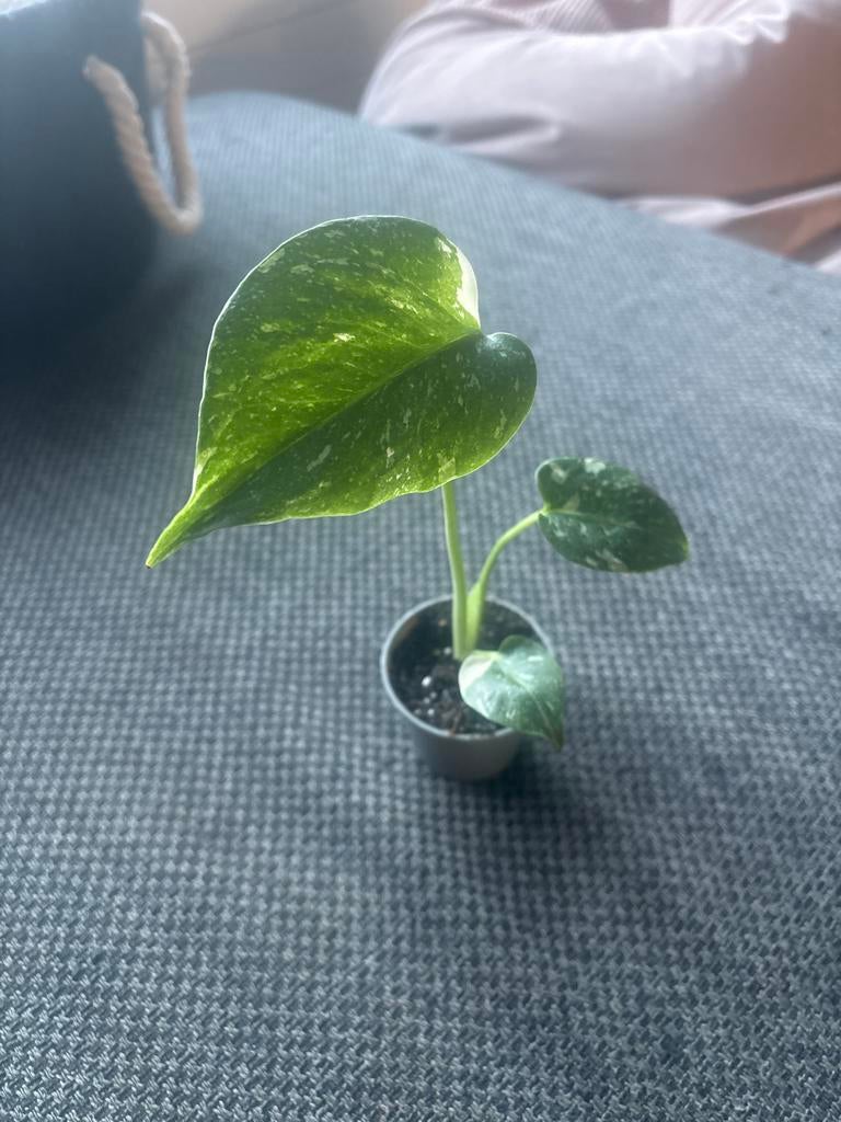 Baby Monstera Thai Constellation p6, Vaste plant, Ophalen of Verzenden, Bloeit niet, Halfschaduw