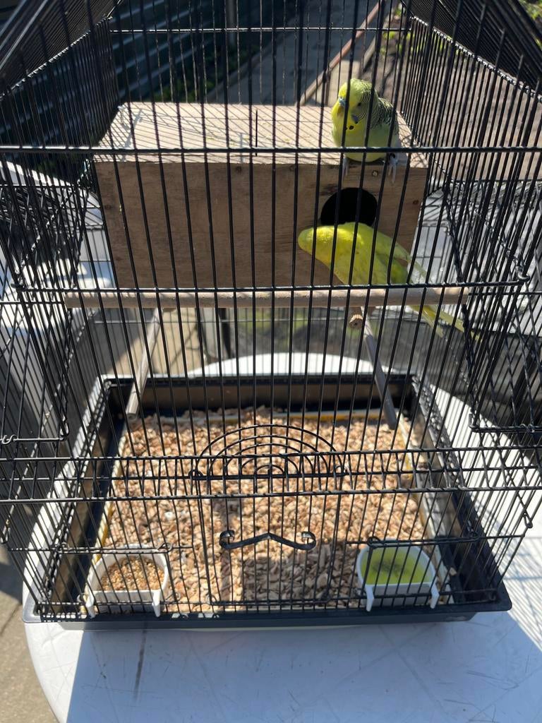 Komplet grasparkieten, Vrouwelijk