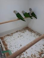 Cana parkieten, Dieren en Toebehoren, Ophalen