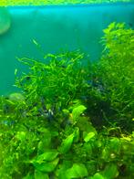 Mooie blauwe garnalen 1 euro per stuk, Dieren en Toebehoren, Kreeft, Krab of Garnaal, Zoetwatervis, Schoolvis