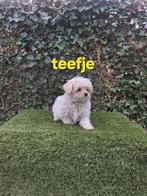 Te koop mooie speelse kleinblijvende boomer pups, Dieren en Toebehoren, Honden | Chihuahua's en Gezelschapshonden, Parvo, Overige rassen