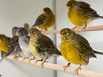 Fife fancy kanarie, Dieren en Toebehoren, Vogels | Kanaries, Meerdere dieren, Postuurkanarie