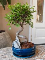 Zelkova Landscape Bonsai, Tuin en Terras, Planten | Bomen, Bloeit niet, Halfschaduw, Minder dan 100 cm, Overige soorten