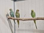 Halsband parkieten, Dieren en Toebehoren, Vogels | Parkieten en Papegaaien, Meerdere dieren, Parkiet