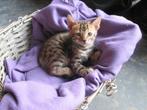 Prachtige (ook snow) bengaalse kittens bieden va 450 euro, Dieren en Toebehoren, Meerdere dieren, Ontwormd, 0 tot 2 jaar