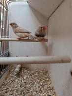 Koppels jonge ZEBRAVINKEN, Dieren en Toebehoren, Meerdere dieren, Tropenvogel