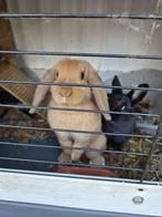 2 dwergkonijnen, Dieren en Toebehoren, Meerdere dieren, Dwerg