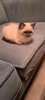 Ragdoll poesje, 14 weken, blue point mitted, mag verhuizen, Dieren en Toebehoren, Katten en Kittens | Raskatten | Korthaar, Poes