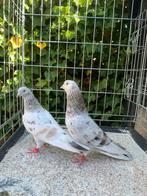 Perzische Hoogvliegers Soror topduiven, Dieren en Toebehoren, Vogels | Duiven, Meerdere dieren