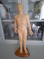 Grote Chinese anatomie pop- acupunctuur- acupunctuur pop, Ophalen of Verzenden
