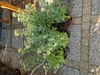 13 Sedum Herbstfreude, Tuin en Terras, Ophalen, Bodembedekkers, Volle zon, Vaste plant