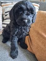 Australian labradoodle zwarte pup nog 1 beschikbaar!, CDV (hondenziekte), Overige rassen, 8 tot 15 weken, Meerdere dieren