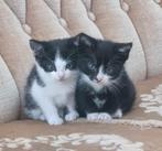 Te koop: Lieve X Kittens 1 beschikbaar, Dieren en Toebehoren, Meerdere dieren, Kortharig
