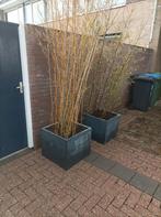 Bamboe met bloembak - 2 stuks, Tuin en Terras, Kunststof, Gebruikt, Minder dan 60 cm, Vierkant