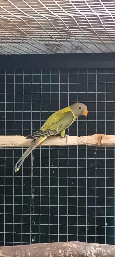 Pruimekop parkieten, Dieren en Toebehoren, Vogels | Parkieten en Papegaaien, Parkiet, Meerdere dieren, Geringd