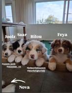 Raszuivere gestest Australian Shepherd Black Tri Dekreu pups, Rabiës (hondsdolheid), Reu, Eén hond, 3 tot 5 jaar