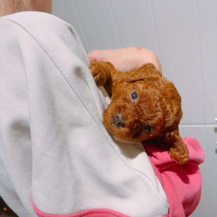 Knappe toy/dwerg poedeltjes GERESERVEERD, Dieren en Toebehoren, Honden | Chihuahua's en Gezelschapshonden, Meerdere dieren, Poedel