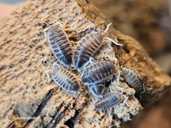 Porcellio cf magnificus 'White antenna', Dieren en Toebehoren, Insecten en Spinnen, Overige soorten