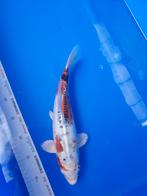 Doitsu Kujaku, Dieren en Toebehoren, Vissen | Vijvervissen, Karper of Koi