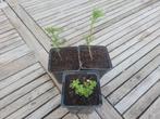 Cola kruid (bio), Ophalen, Zomer, Eenjarig, Volle zon