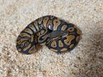 Blackhead Hypo mannetje python regius 2025, Slang, 3 tot 6 jaar