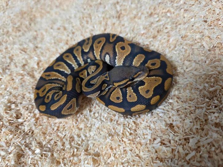 Blackhead Hypo mannetje python regius 2025