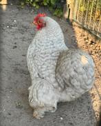 Mooi Cochin kriel hennetje, Dieren en Toebehoren, Pluimvee, Vrouwelijk, Kip