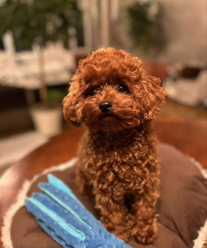 Toy poedel pup, Dieren en Toebehoren, Honden | Chihuahua's en Gezelschapshonden, Reu, Poedel, Particulier, Eén hond, Nederland