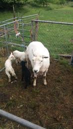 Gezocht  schapen weides, Dieren en Toebehoren, Schaap