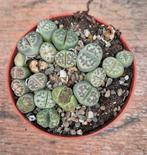 Lithops Levende stenen p8 (1)
