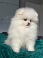Pommerse puppy's, Dieren en Toebehoren, Particulier, 8 tot 15 weken, Buitenland, Meerdere