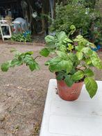 Doornloze braam (Rubus fruticosus 'Black Satin'), Ophalen, Zomer, Eenjarig, Volle zon