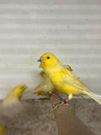 Waterslager mannen, Mannelijk, Zangkanarie
