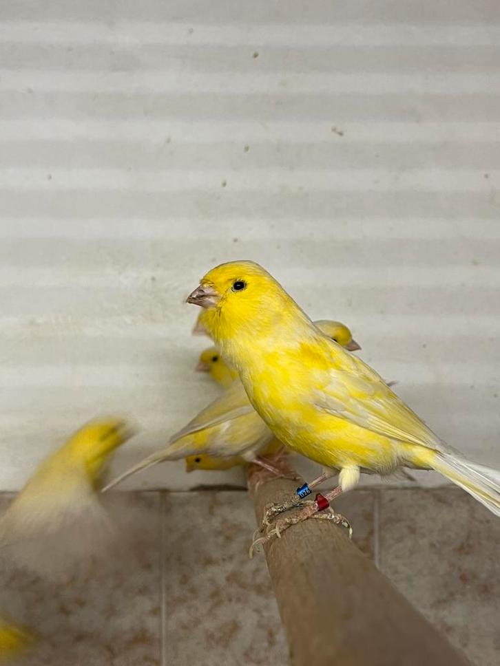 Waterslager mannen, Dieren en Toebehoren, Vogels | Kanaries, Zangkanarie, Mannelijk
