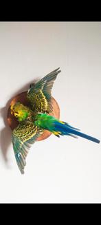 Opgezette vliegende grasparkiet, Ophalen of Verzenden, Nieuw, Vogel, Opgezet dier