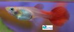 Guppy - Vrouwtjes "Mix", Vis, Zoetwatervis