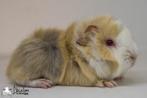 Lilac saffraan witte peruvian cavia, Mannelijk, Cavia, Na 1 juli 2024, Tam