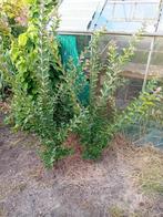 Lagerstroemia Tuscarora, Tuin en Terras, Ophalen, Zomer, Vaste plant, Volle zon