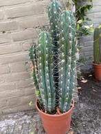 Stetsonia Coryne Cactus - Groot, Huis en Inrichting, Kamerplanten, Ophalen, Minder dan 100 cm, In pot, Cactus