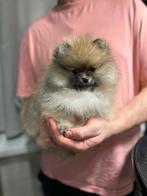 Mini Pomeranian teefje, Parvo, België, Particulier, Keeshond
