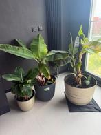 3 x bananenplanten, Ophalen of Verzenden, Halfschaduw, Minder dan 100 cm