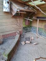 Verginische boomkwartel, Dieren en Toebehoren, Ophalen of Verzenden, Nieuw, Drinken en Voederen