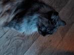 Maine Coon kat, Kater, Gechipt, 6 jaar of ouder