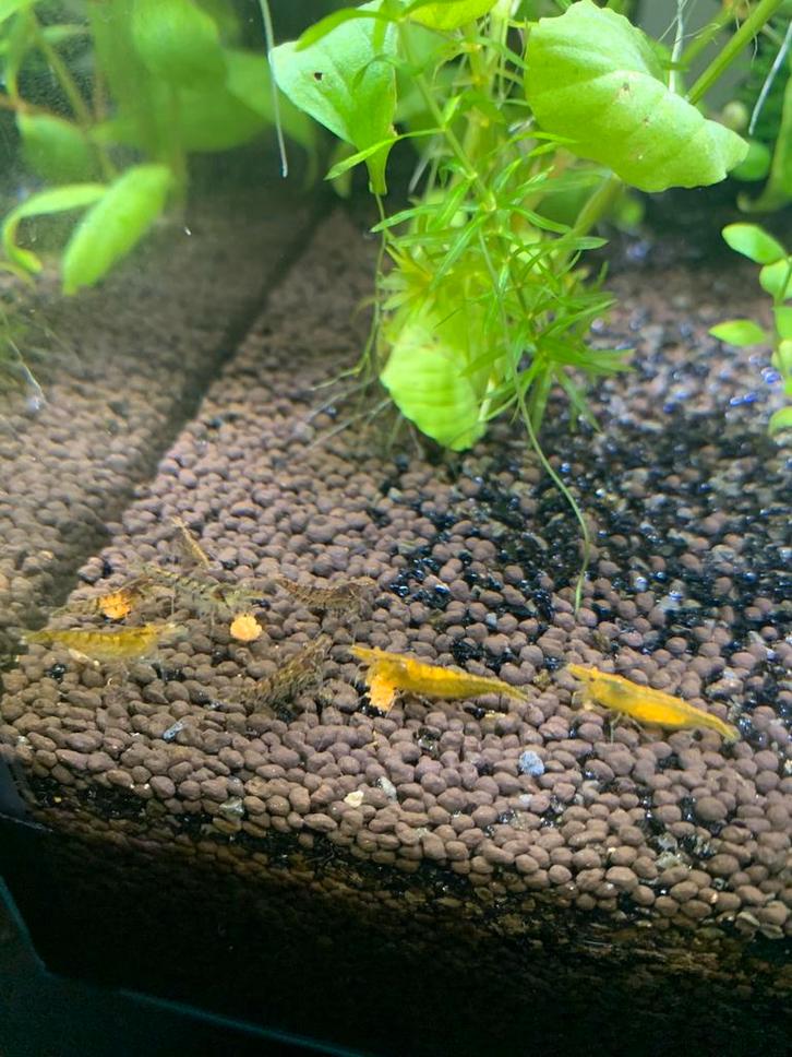 Jonge neocaridina garnalen wildkleur, Dieren en Toebehoren, Vissen | Aquariumvissen, Kreeft, Krab of Garnaal