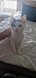 Kitten 12 weken - zindelijk - ontwormd, Poes