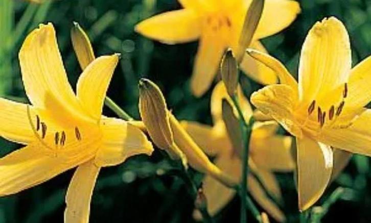 Daglelies in diverse kleuren, Tuin en Terras, Planten | Tuinplanten, Vaste plant, Volle zon, Zomer, Ophalen of Verzenden