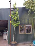 Plataan bomen, platanus hispanica, Ophalen, Volle zon